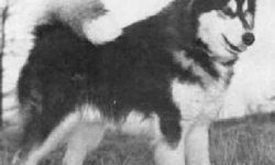 CH-APACHE-CHIEF-OF-HUSKY-PAK