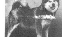 Cheyenne-OF-HUSKY-PAK