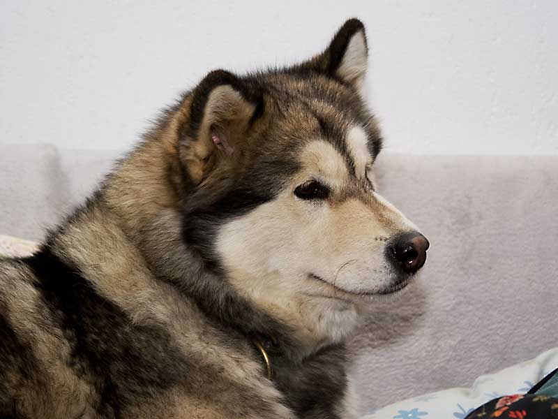 Alaskan Malamute Issues of Yukon Our Xclusive Brand