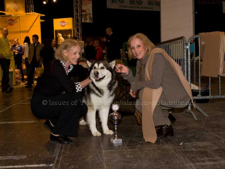 Der Alaskan Malamute auf Ausstellungen Alaskan Malamute Kennel Issues