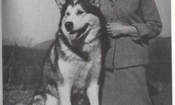 © Howell Book House INC. Cherokee-of-Husky-Pak-Laura-Zoller