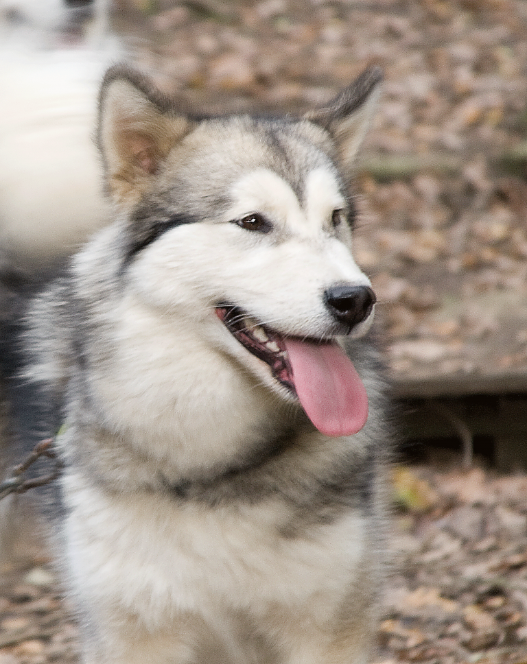 A Winter Tale erster Wurf Alaskan Malamute Kennel Issues of Yukon