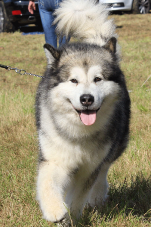 Jeg har erkendt det Hr valgfri Soso, sie möchten also einen Alaskan Malamute? - Alaskan Malamute Kennel  Issues of Yukon