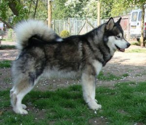 seeker_35_years_old_april_2009