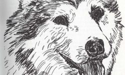 © Howell Book House INC. Toro of Bras-Coupe Zeichnung