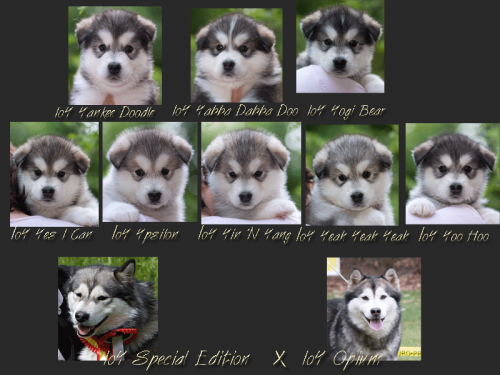 y-litter y-litter
