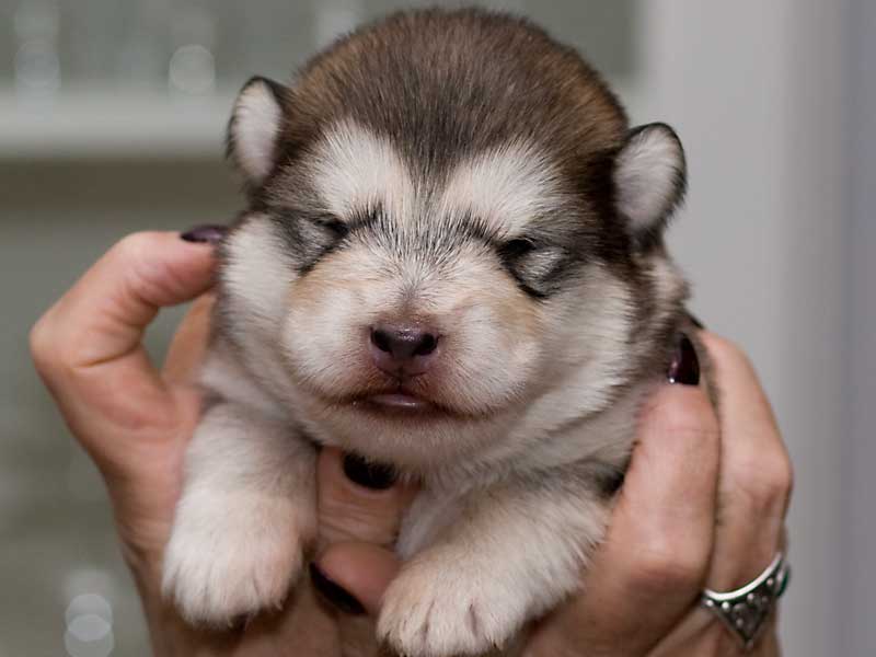 alaskan-malamute-ioy-chalalaXara-4-nov2018-02