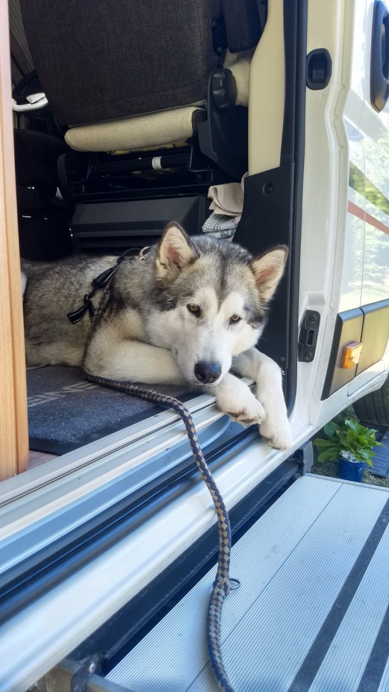 IoY Create A Star "Mila" Alaskan Malamute Kennel Issues of Yukon