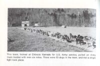 53-malamutes-in-front