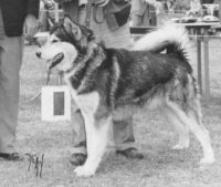 COCHISE-OF-HUSKY-PAK