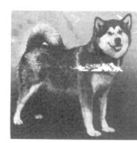 Cheyenne-OF-HUSKY-PAK