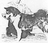 Comanche-OF-HUSKY-PAK