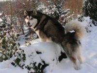 Multi CH Issues of Yukon Liwanu Multi CH Issues of Yukon Liwanu