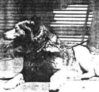 Cookie of Bras Coupe