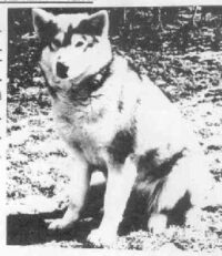 husky pak mikya of seguin