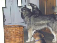 auch der "Mini" singt mit