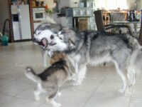 Aufforderung zum Spiel