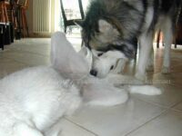 Körpersprache Schaukampf