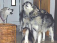 Antwort auf die Sirene..