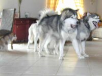 Körpersprache Schaukampf