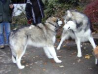 Aufforderung zum Spiel