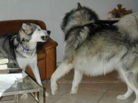 Aufforderung zum Spiel