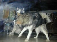 Körpersprache Schaukampf