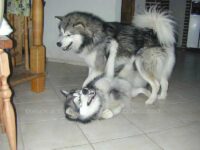 Körpersprache Schaukampf