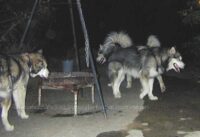 Der Sieger und die Unterlegenen