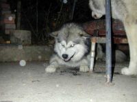 Aggression wird auch groß