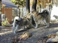 2 Hündinnen unterwerfen sich der Mutter / Großmutter