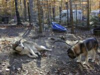 auch aus sicherer Entfernung