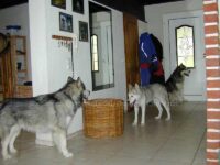 heisse Hündin und 2 Rüden