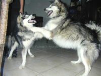 Körpersprache Schaukampf