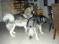 Körpersprache Schaukampf