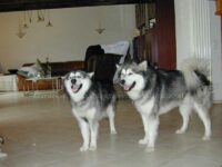 Körpersprache Schaukampf