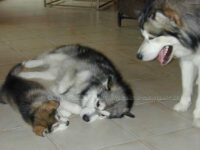 unser kleiner Bruder Faolan