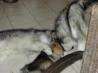 Pfote auf dem Rücken, das ist meiner..