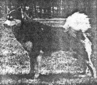 Mulpus Brooks Master Otter