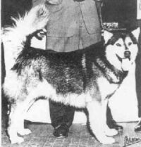 Mulpus Brooks the Bear