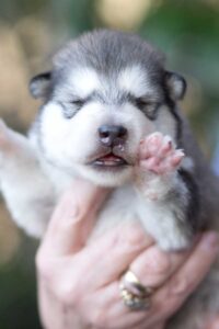 Brandy Welpen Brandy Welpen