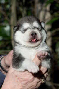 Brandy Welpen Brandy Welpen