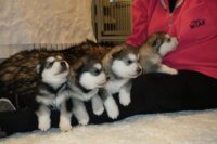 Welpen Shumani Brandy Welpen Shumani Brandy