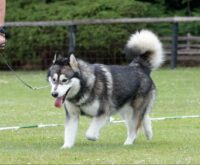 never-say-never-again-5juni2022clubsieger-V1ZK-BOS-CS-02