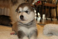 Conan Baby Conan Baby